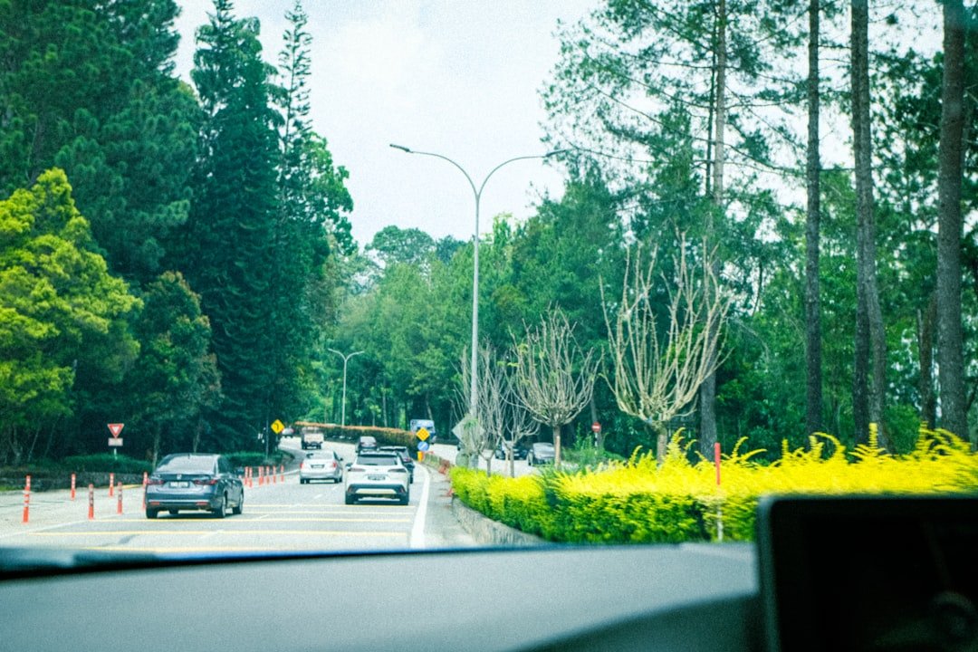 Cars driving on a highway through green forest